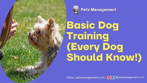 Top 10 Commands Every Dog Should Know