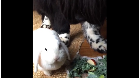 Newfie and bunny rabbit share their breakfast