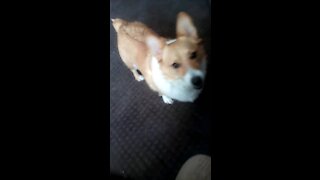 Corgi play time #3