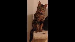 Bengal cat plays fetch