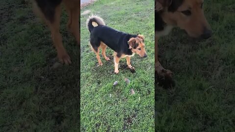 Mini Pincher - Chihuahua LOVES Tennis Ball launch game | K9 D.I.Y in 4D