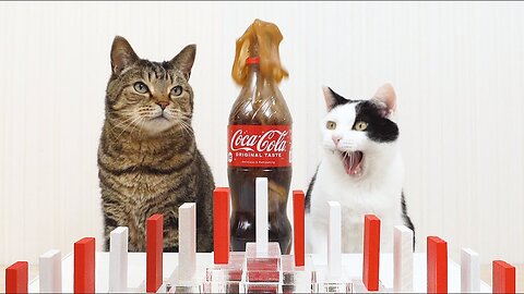 Cats and Mentos Cola and Dominoes