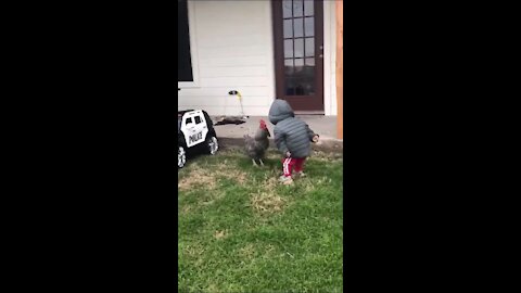 Toddler learns the hard way why you shouldn't yell at roosters
