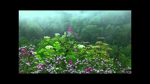 Rain Sounds with Tibetan Singing Bowls and Birds chirping Sleep Music