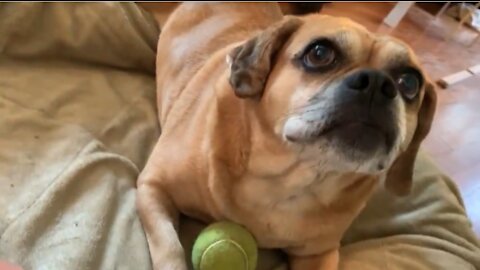 Paralyzed dog still loves to play fetch