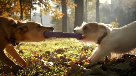 Potential Of Six Off-Leash Dog Parks Looked At - October 6, 2022 - Micah Quinn