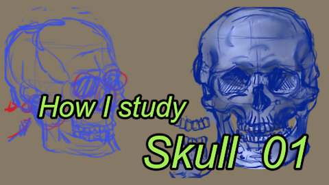 Skull Study Process 01 - How i study