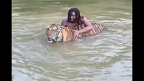 Playing with Tiger in river