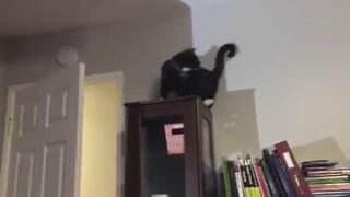 Funny cat loves chasing his own tail