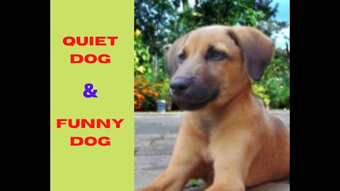 Funny & Quet Dog