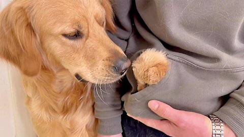 Adopted Golden Retriever Gets a Cute Puppy of His Own