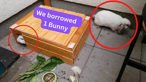 Bunny Bonding ● Bunny Mating