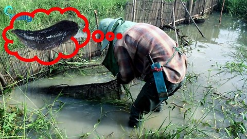 Amazing Fishing How to Make A Very Simple Fish Trap Easy Fish Trap in Cambodia