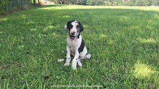 9 Week Old Great Dane Puppy Enjoys Sitting in the Sunshine