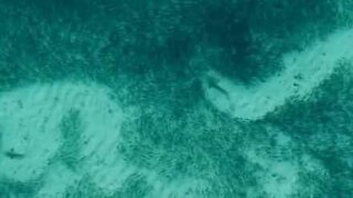 Chase between shark and fish creates stunning underwater pattern