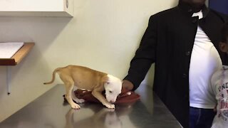 SOUTH AFRICA - Cape Town - Pit Bull puppy helps boy recover from trauma. (Video) (EVD)