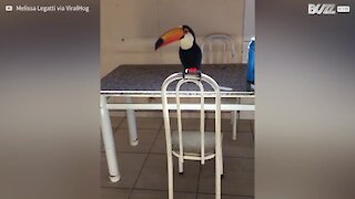 Tucano é flagrado roubando cigarro dentro de casa