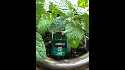 Peppermint Helps With Your Appetite