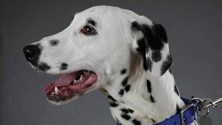 12 Fun and Furry Facts on the Dalmatian | Rare Animals