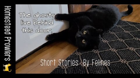 Zoe Cat Encounters A Ghostly Spirit