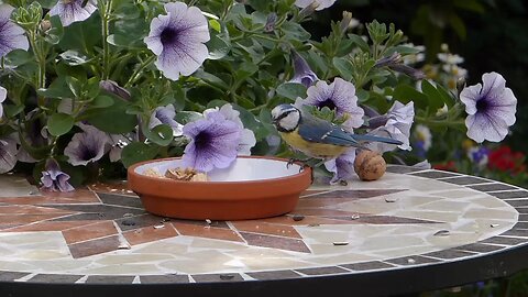 Bird tit blue tit