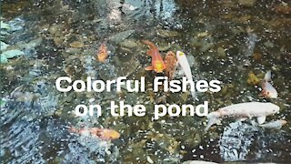 Colorful fishes on the pond