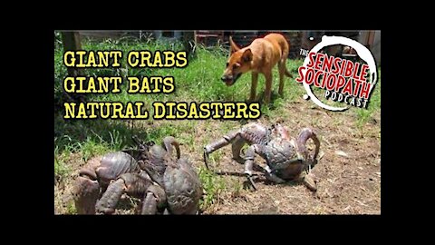 Ep 065: Giant Coconut Crab Attack, Human-Sized Bat, Disastrous Nature