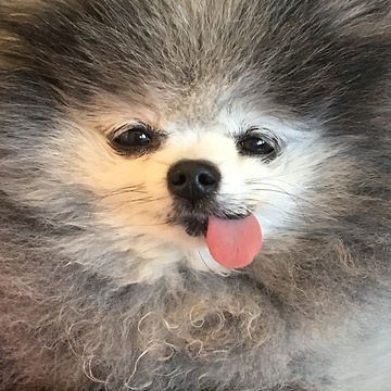 Pomeranian celebrates his 13th birthday party