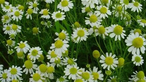 Campanion Planting Chamomile with Kohlrabi