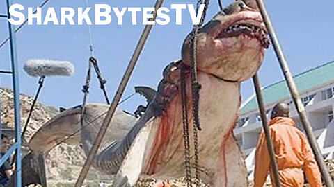 Submarine Shark Caught on Video - Pakistan Fisherman Catches Meg - Shark Bytes TV Episode 6