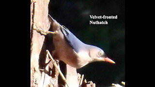 Velvet-fronted Nuthatch bird video