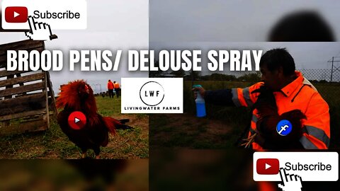 Gamefarm Broodstock PEN SETUP // Gamefowl Delouse Spray Mix REVEALED