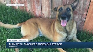 Oceanside police dog recovering from machete attack