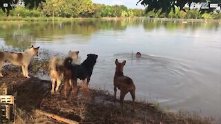 Quattro cani spaventati quando il padrone sparisce nel lago