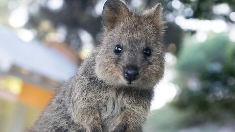 What Quokkas Think