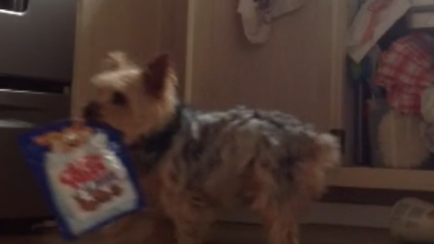 Two Yorkies Try To Steal Dog Treats