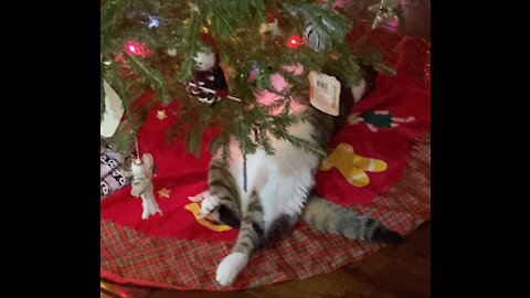 Trigger the Cat sleeping under the Christmas Tree
