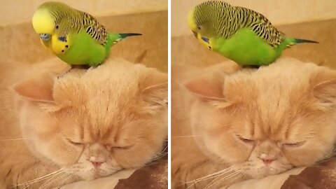 Parrot sits right on top of sleeping cat's head