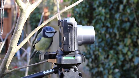 Inquisitive Little Bird Looking at a Camera