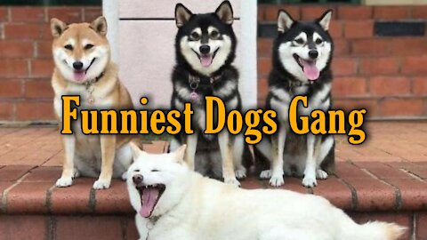 Funny Stylish Dogs Viral Video of Funniest Moment of Dogs Gang