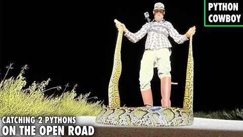 Caught Two Pythons Hunting On The Open Road In The Florida Everglades