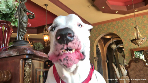 Funny Great Danes Love Sharing Publix To Go Chicken Fingers