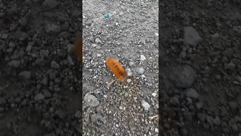 This Woolly Bear Caterpillar moved so fast💨