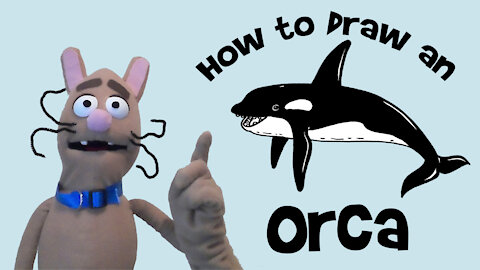 How to Draw an Orca