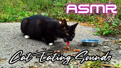 ASMR - Beautiful Feral Tuxedo Cat Eating Sounds