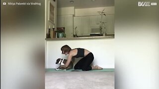 Ce chien pit-bull est l'ennemi du yoga