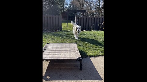 Dog brings home turkey poop for Thanksgiving