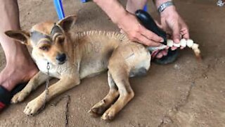 Cão recebe corte de pelo incrível!