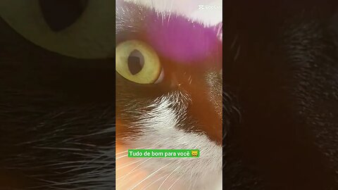 Gato Bartolomeu Tunico 😸