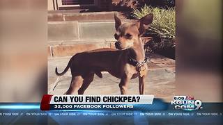 Internet sensation (and dog) missing